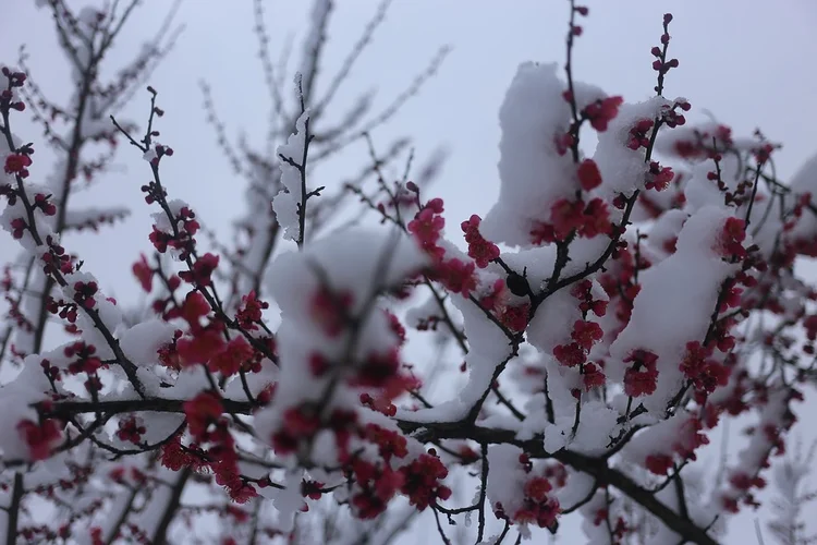 Winter Cherry Hilton Gardening