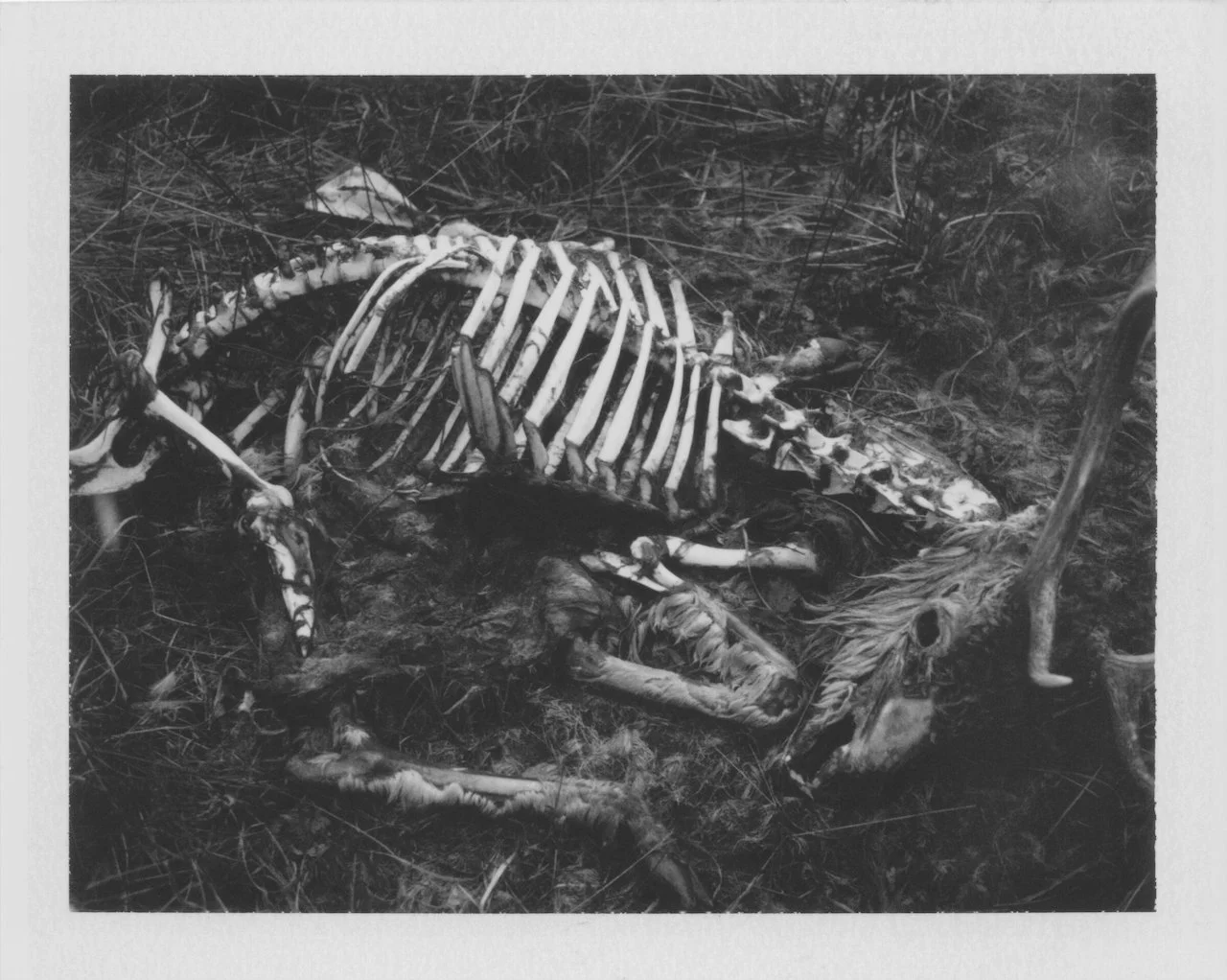 Cyrus Mahboubian Viscera - 4.jpeg