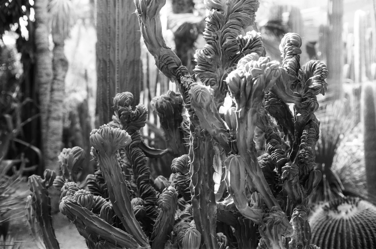 Cyrus Mahboubian Great Landscapes - 1.jpeg