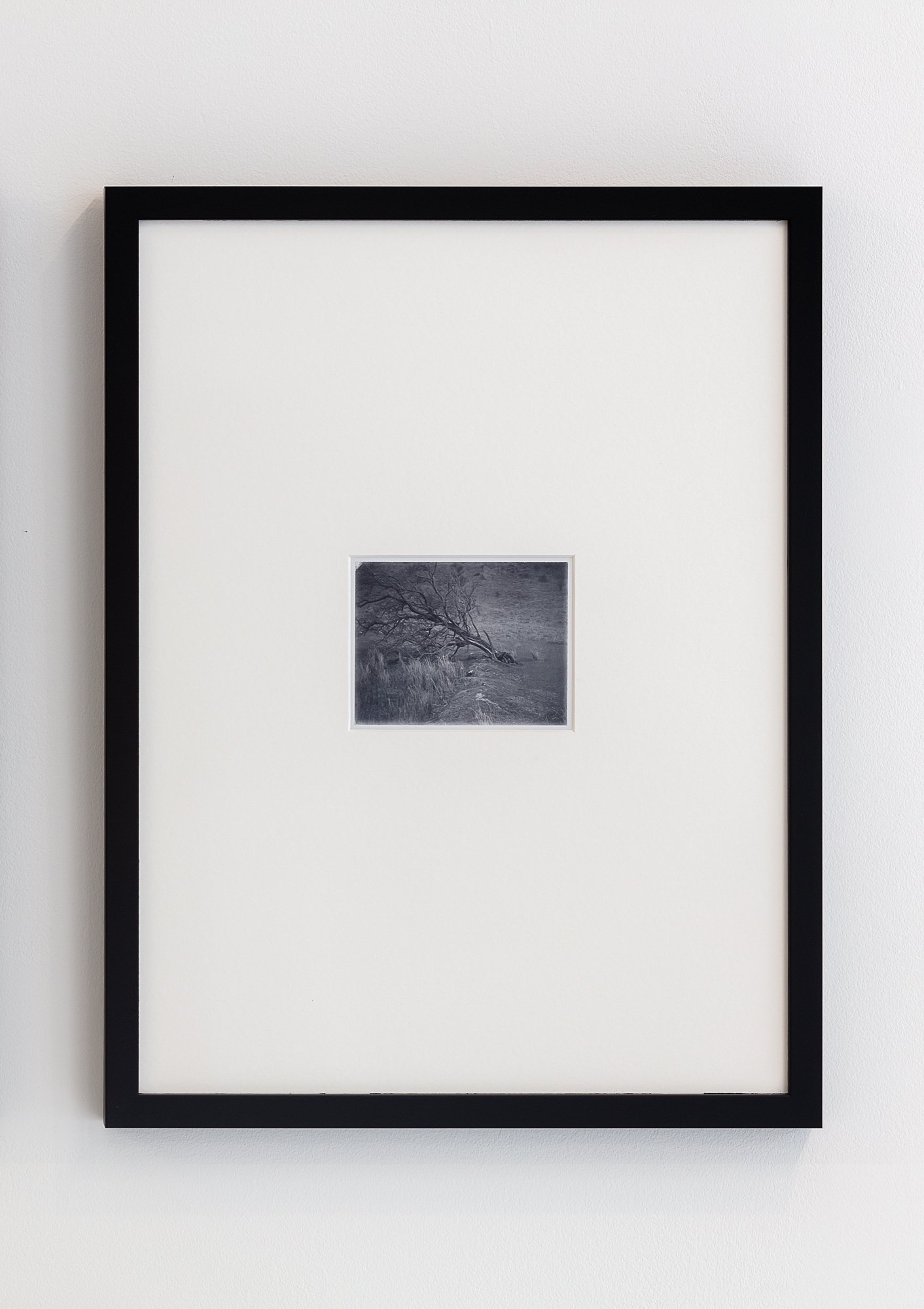 Fallen Tree, Brecon Beacons (2023) by Cyrus Mahboubian (framed).jpeg