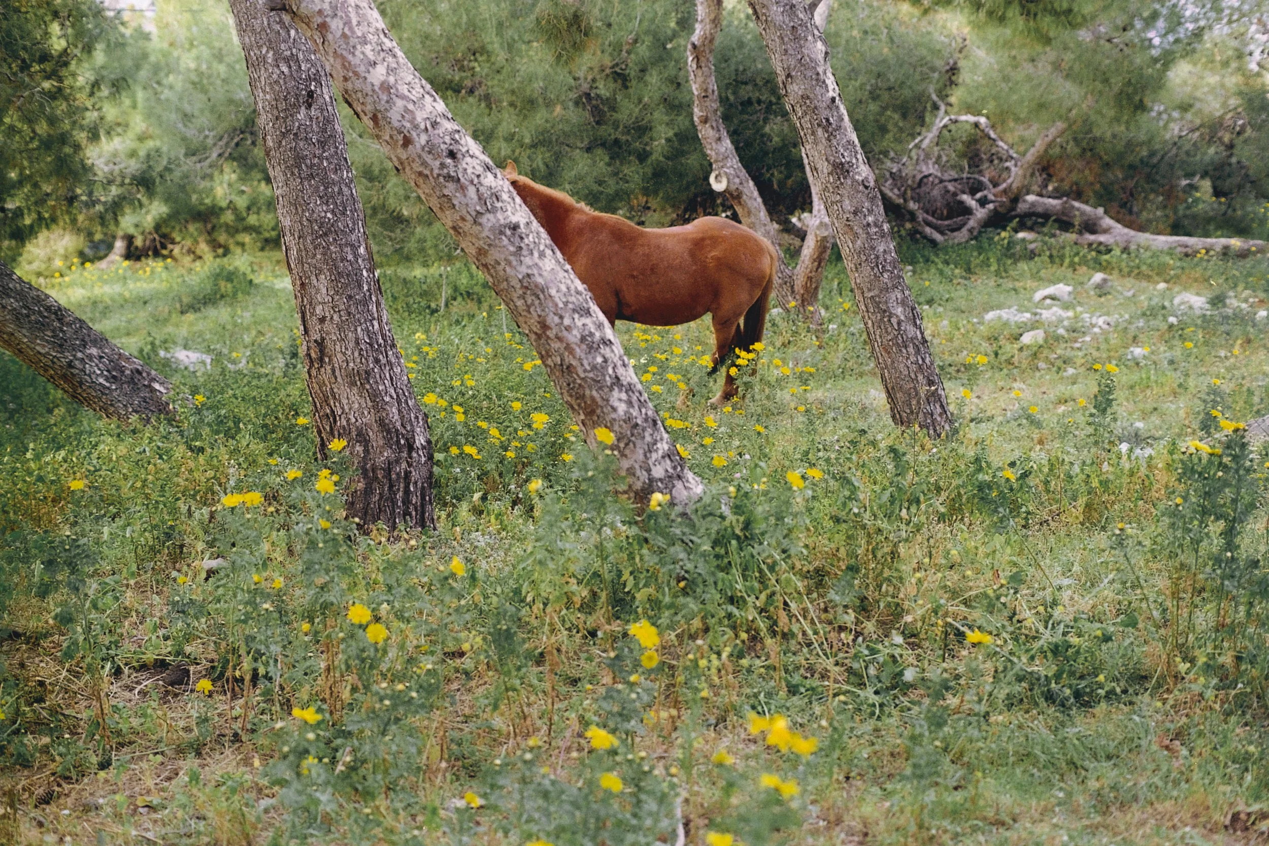 Horse, Hydra (2022) by Cyrus Mahboubian - 1.jpeg
