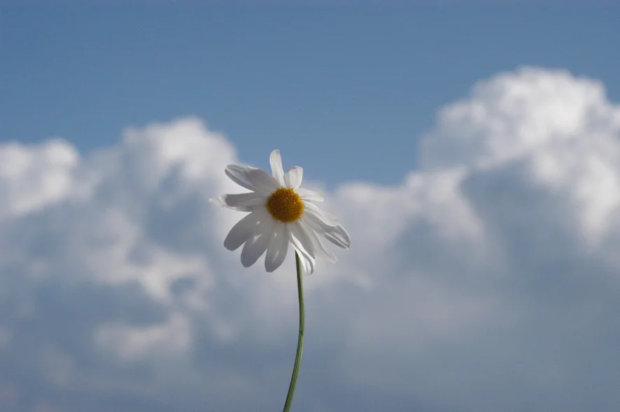  flowerinthesky 