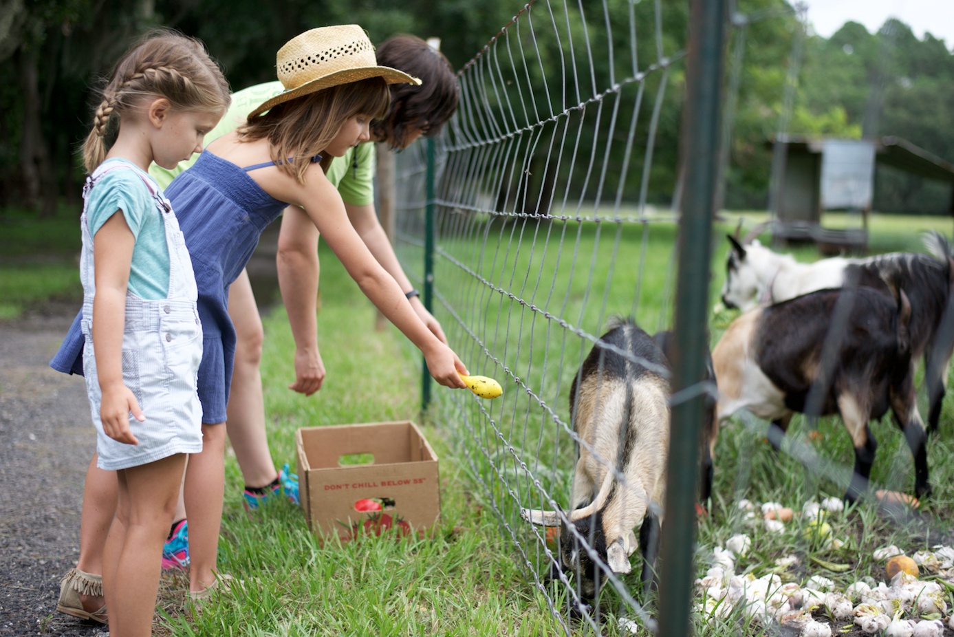 Photo courtesy of Edible Northeast Florida