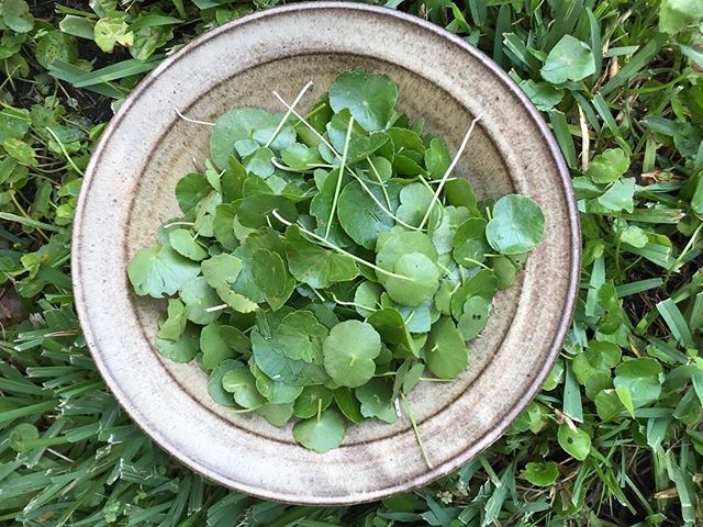 Dollar Weed. Foraged this morning by Mariah @mysouthernroots &mdash; this stuff grows everywhere in Northeast Florida, and tonight, we&rsquo;ll be learning how to use it to create Botanical Cocktail magic with local spirits and @nataliesoj during our