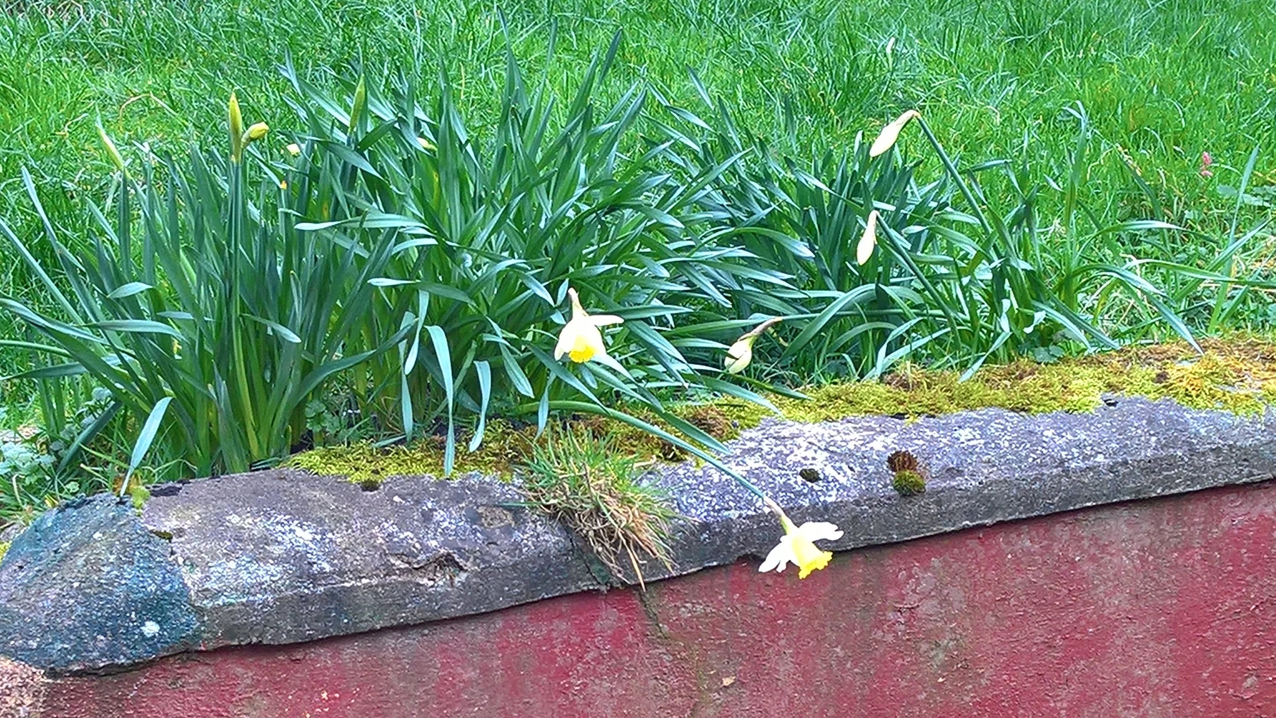 Daffodils.