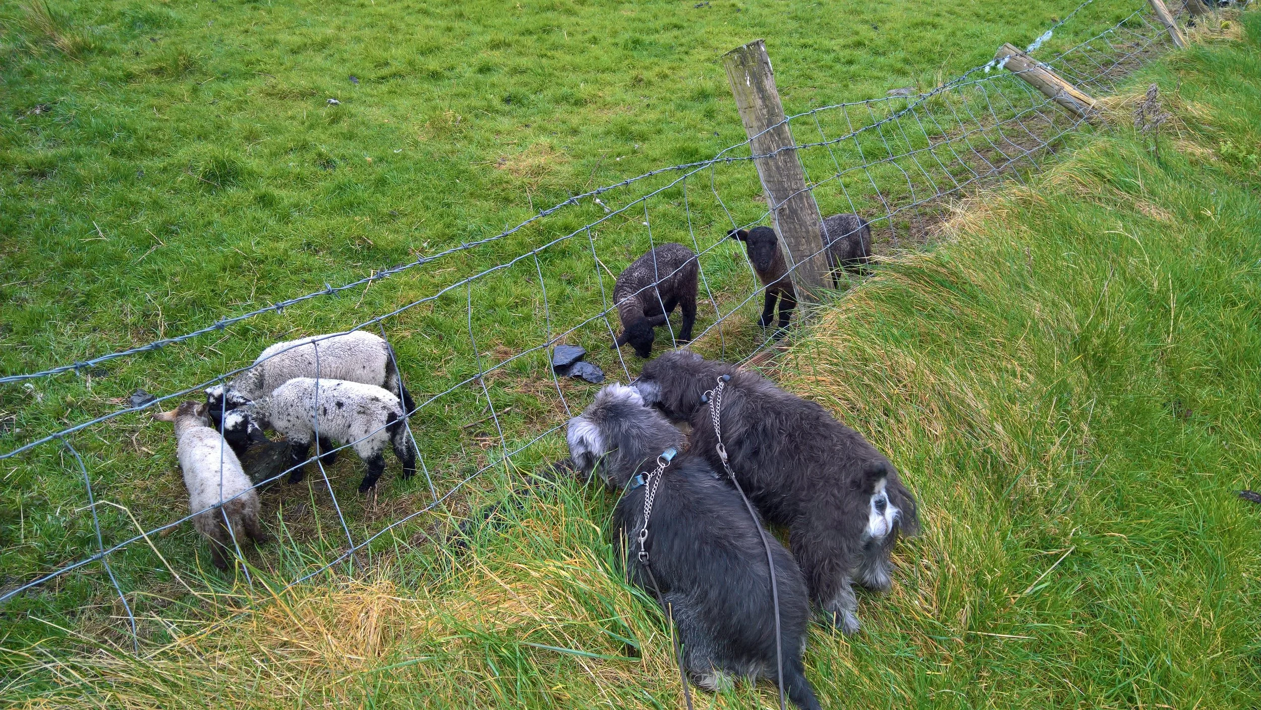 Dexter - the pepper and salt (or grey) one on the left with a tail - loves all animals. Here he and Toby are trying to make friends with lambs.