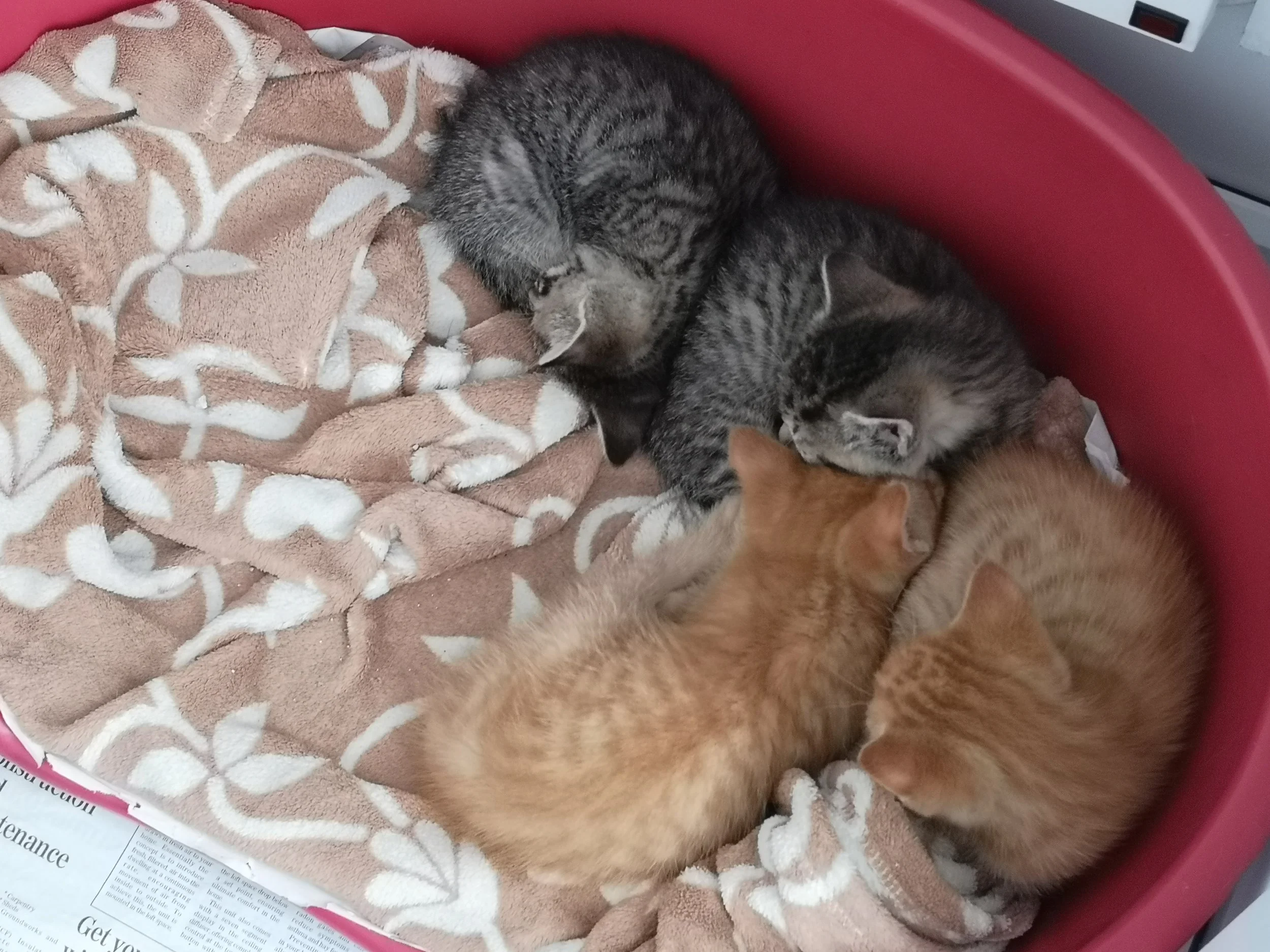 Sleeping kittens at Mayo SPCA.