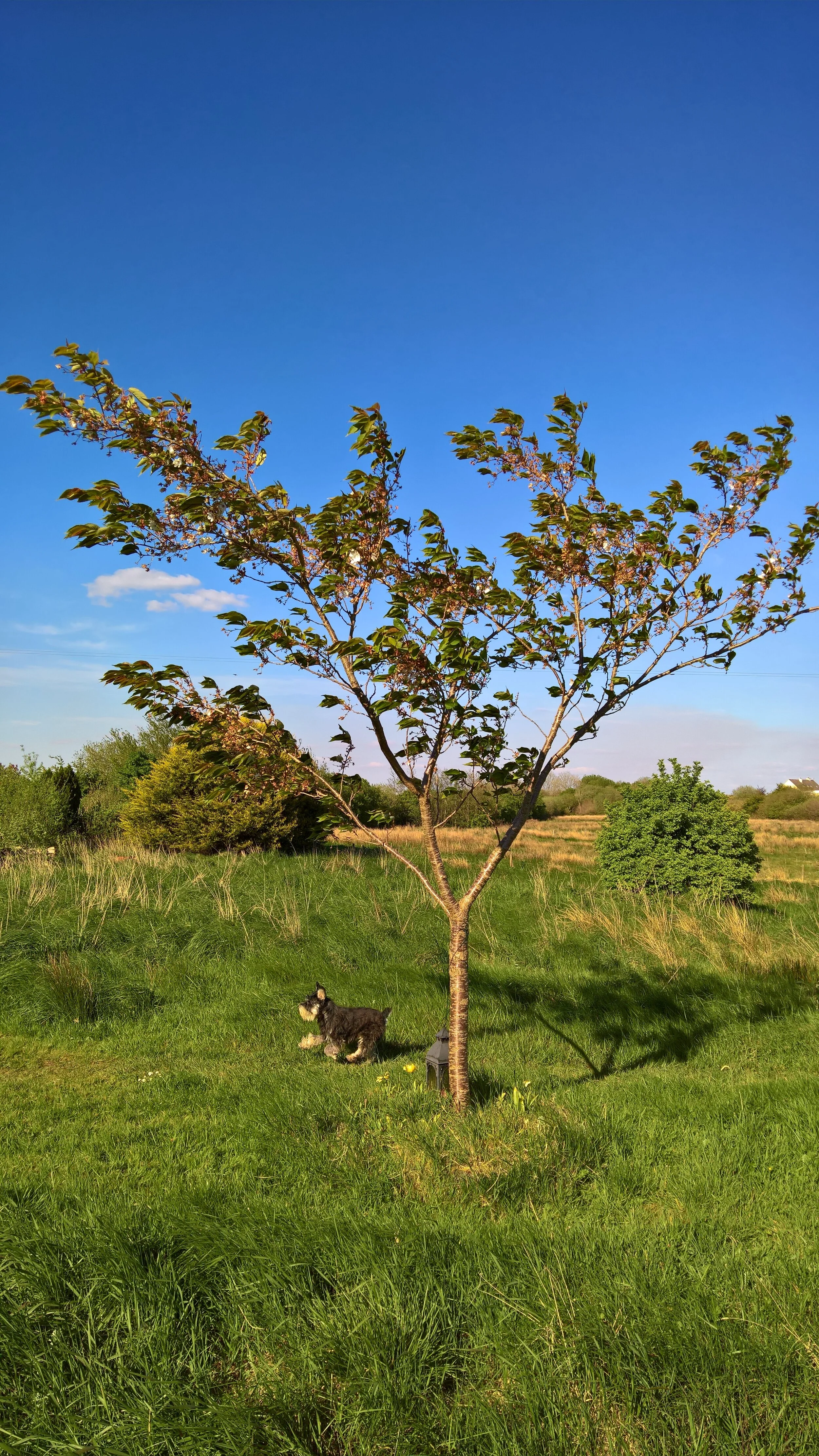 My mum’s tree - and Toby.