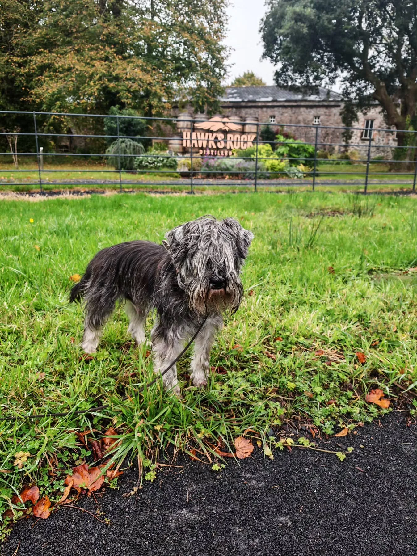 Dexter doing his best attempt at modelling. Unfortunately, he's as good at it as I am.🤣