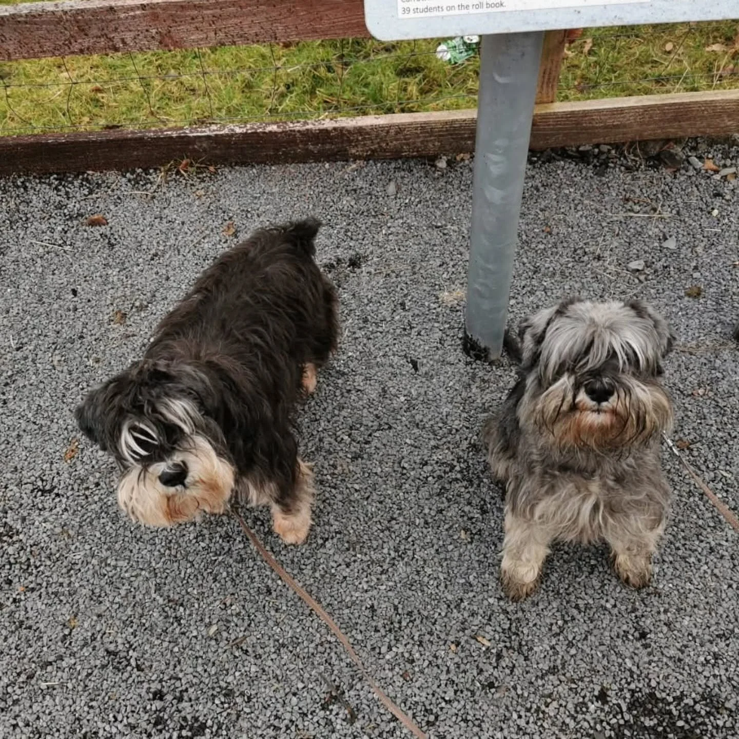 CUMBRECK MISTER DEXTER
10/05/2014-28/01/2026
One heartbeat is gone from my home.
This morning, by heart broke into a million pieces. Dexter gave up his fight against cancer and stopped breathing.
While ten years is nowhere near enough to spend with s