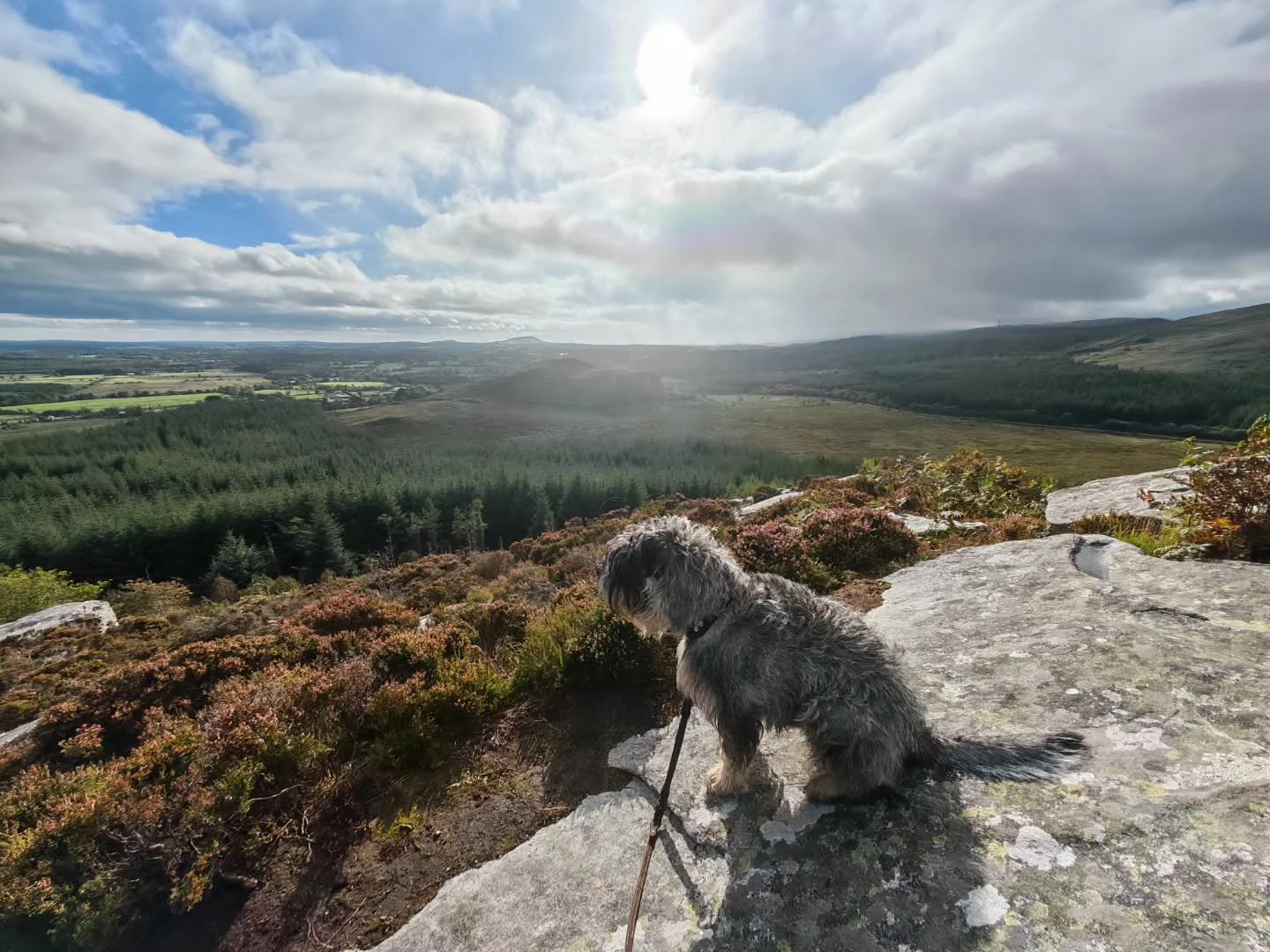 My happy place.

#standardschnauzer #schnauzersofinstagram #walkswithmydog #hawksrock