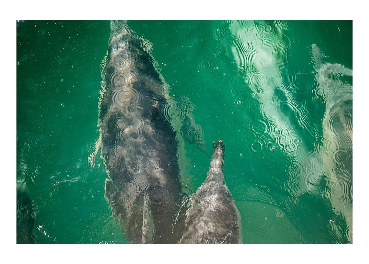 Dolphins print #4.jpg