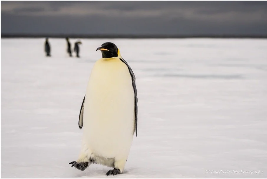 Penguin.jpg