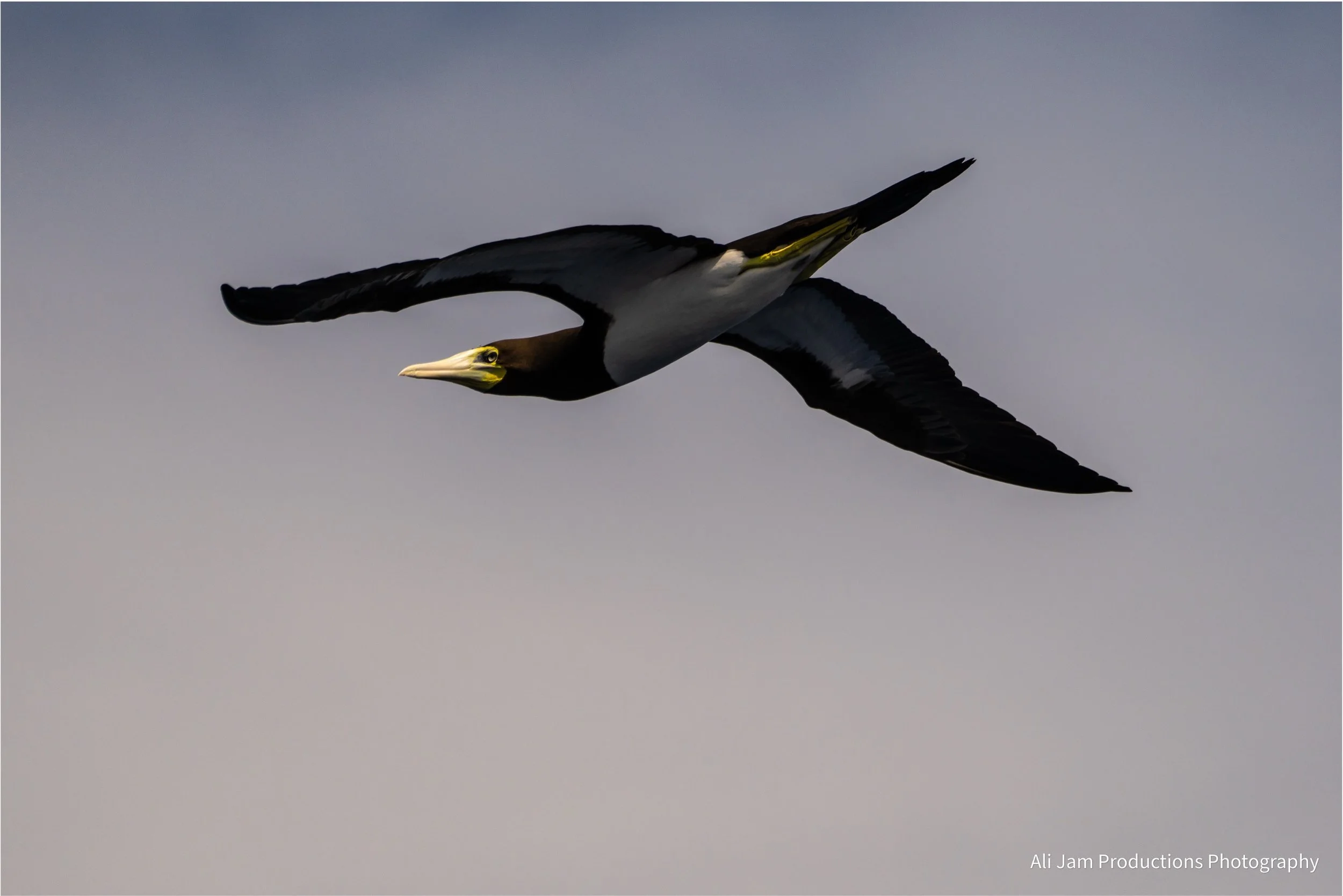 female brown booby.jpg