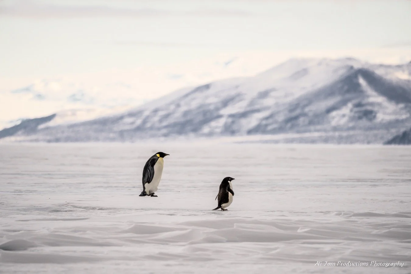 penguins.jpg