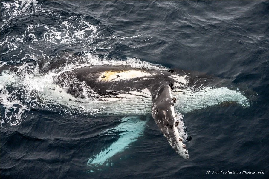 Humpback.jpg