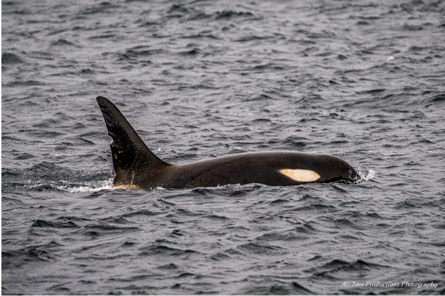 Orca.jpg