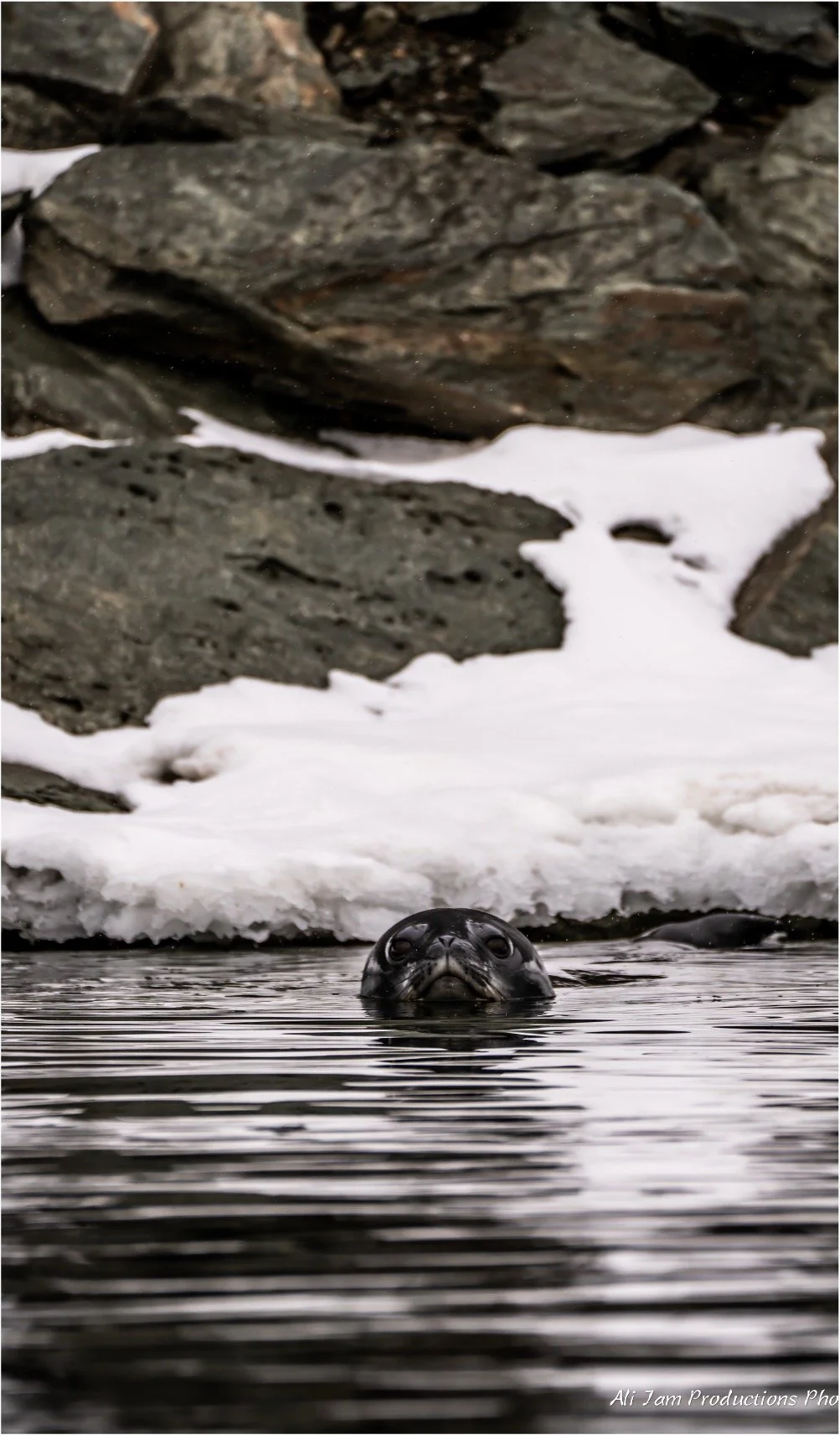 Weddel Seal.jpg