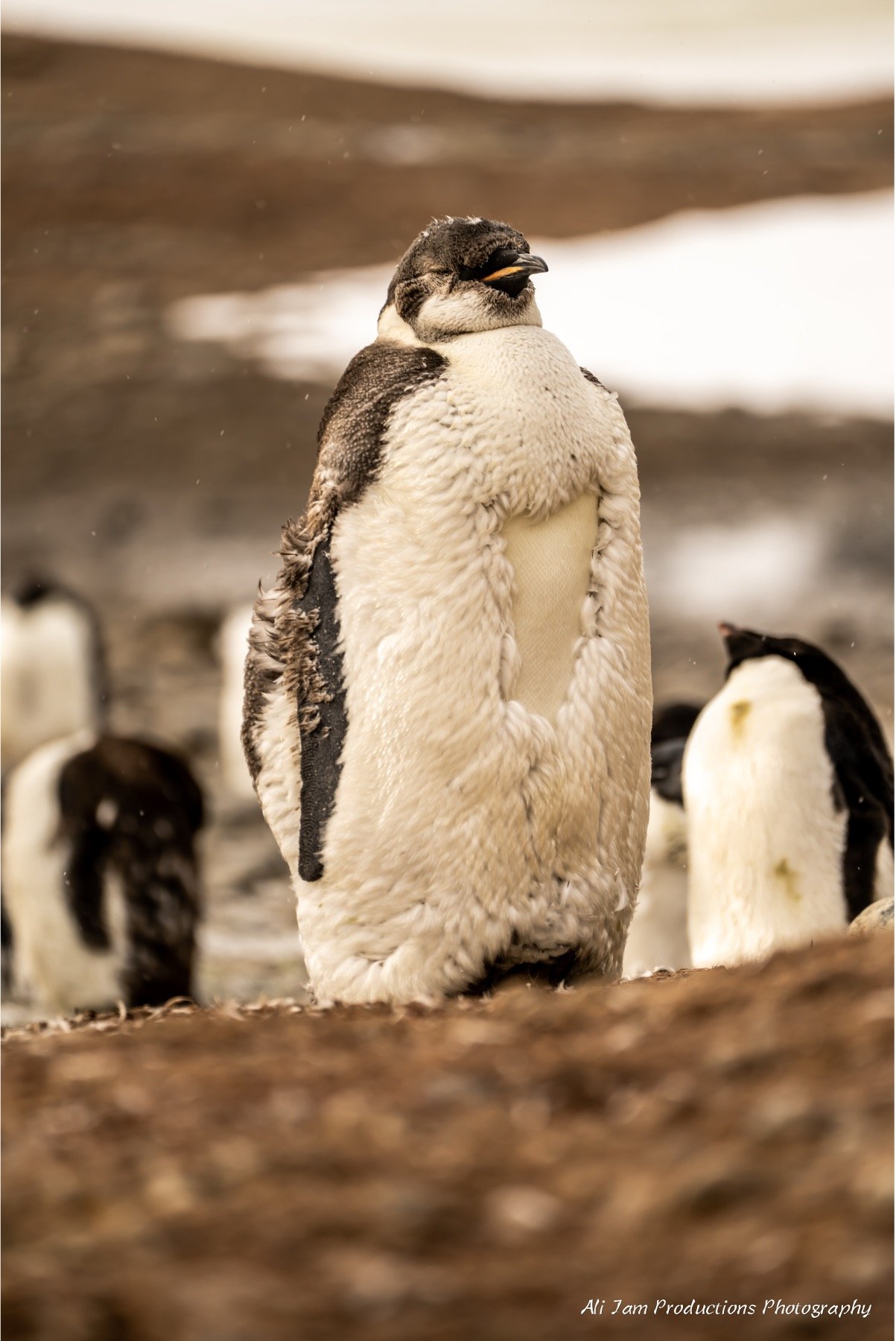 Emperor Penguin.jpg