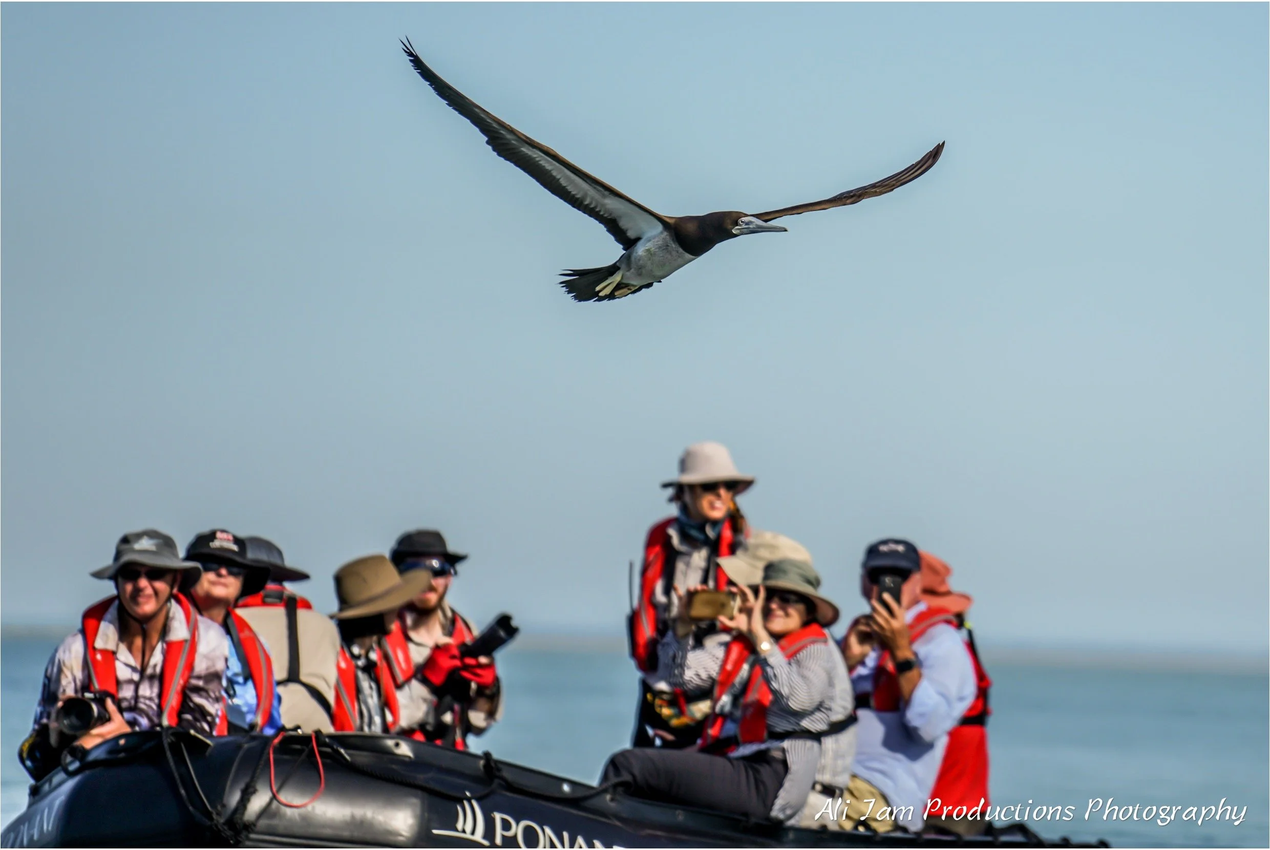 brown booby leads zodiac.jpg