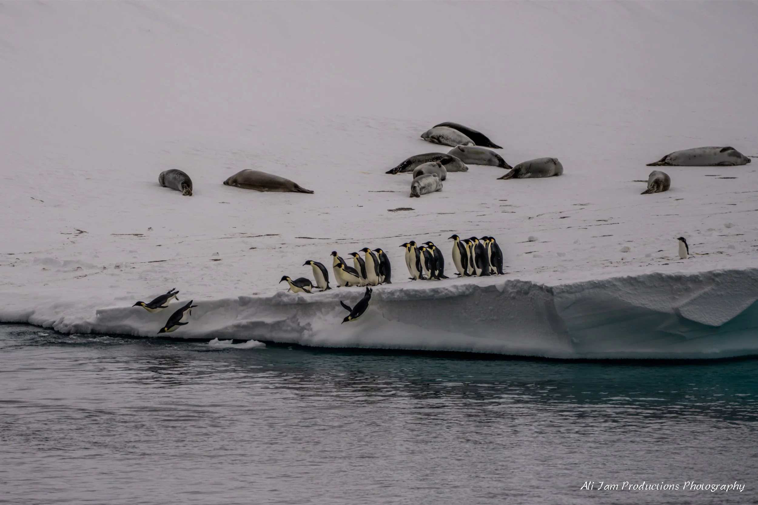 Diving Penguins.jpg