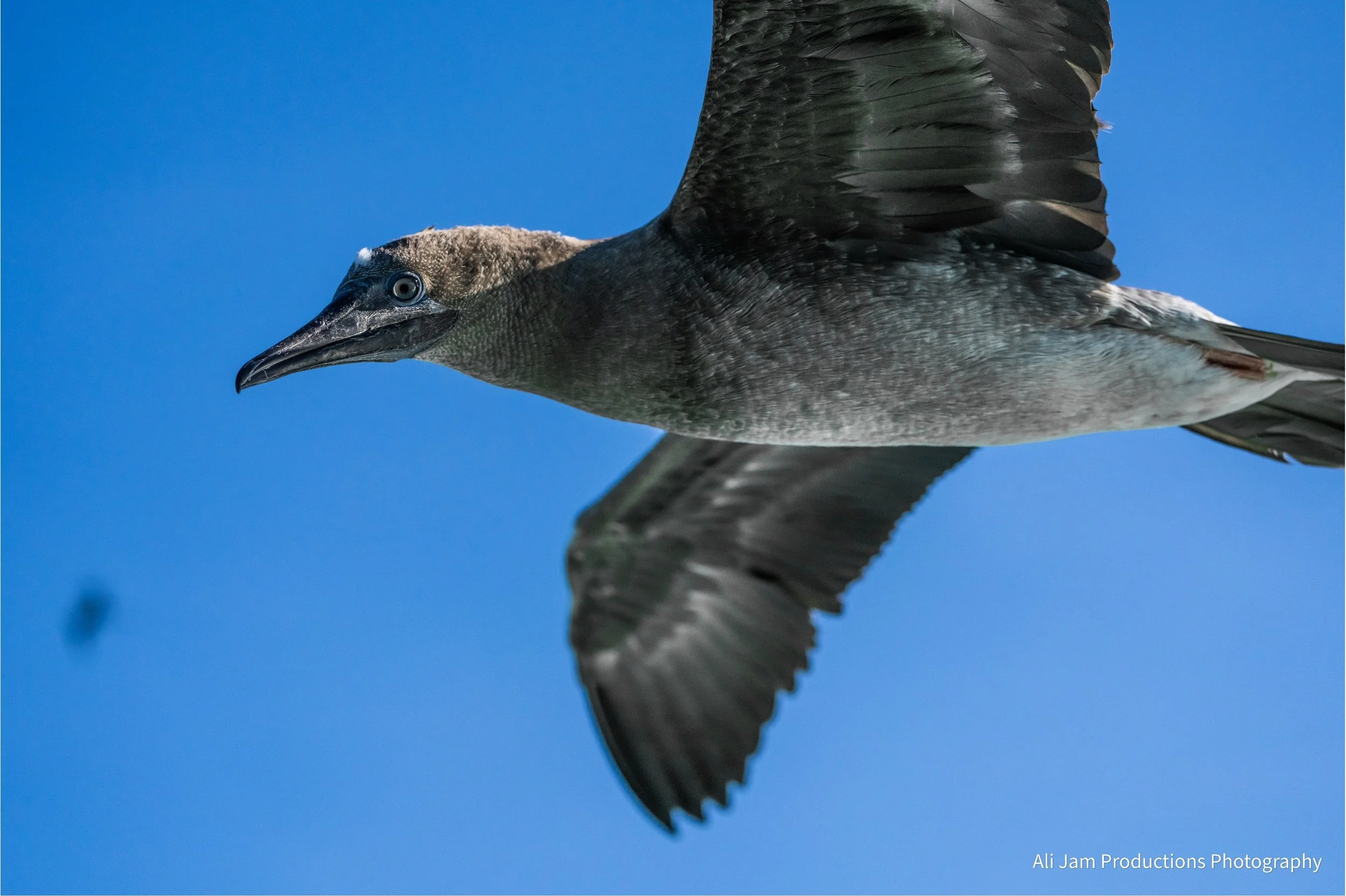 juvenile red footed booby.jpg