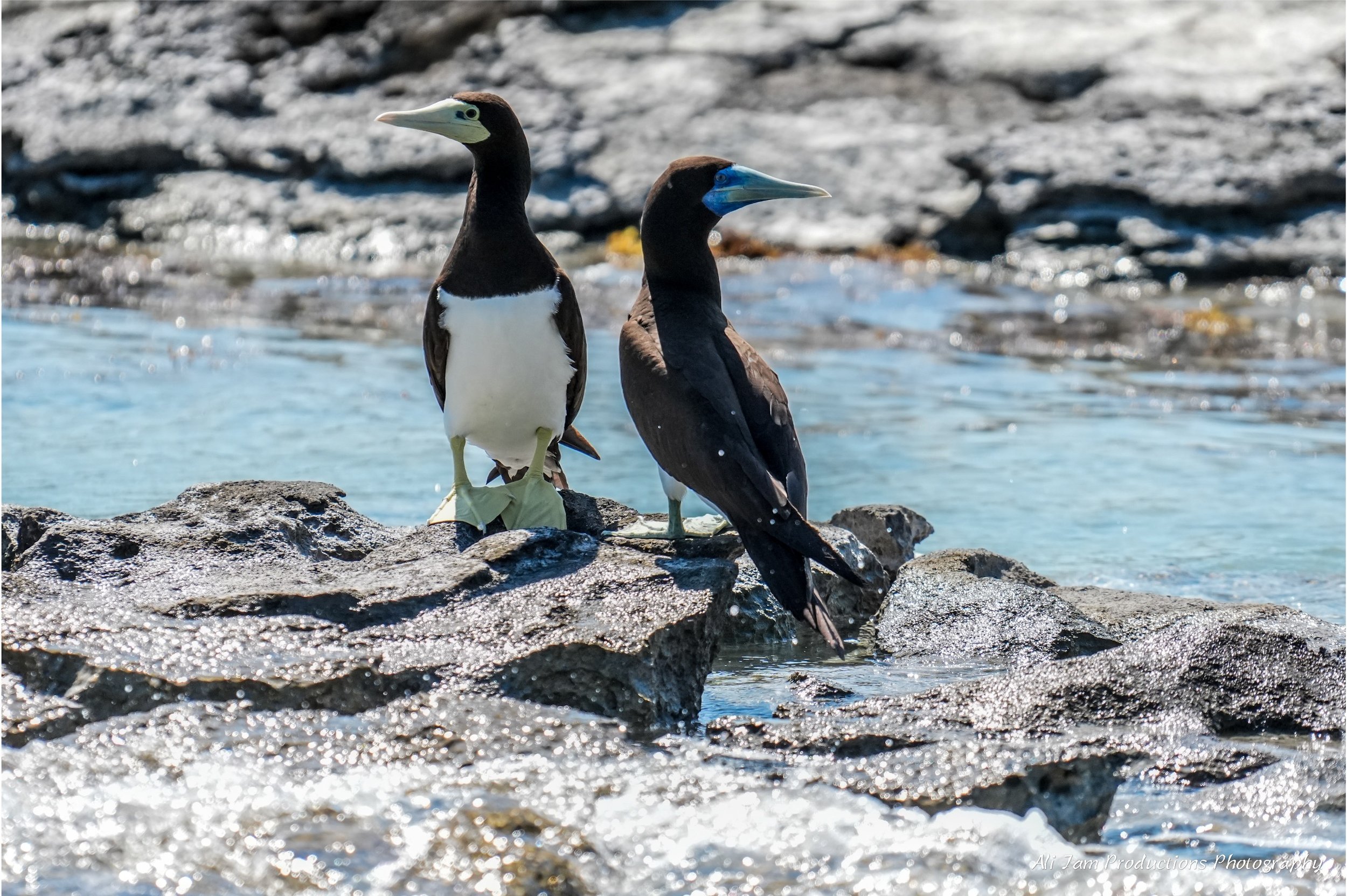 male and female brown booby.jpg