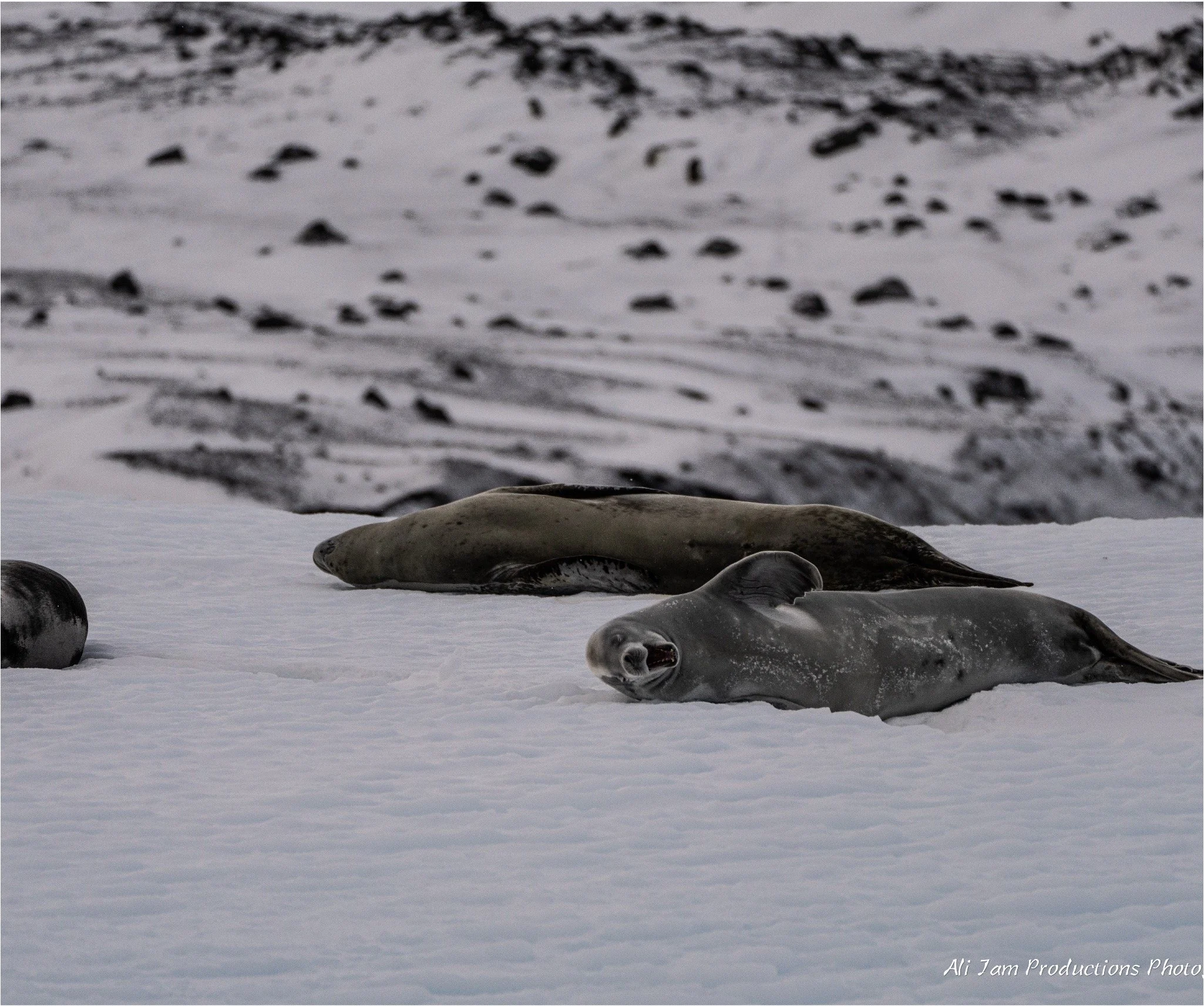 Crab Eater Seal.jpg