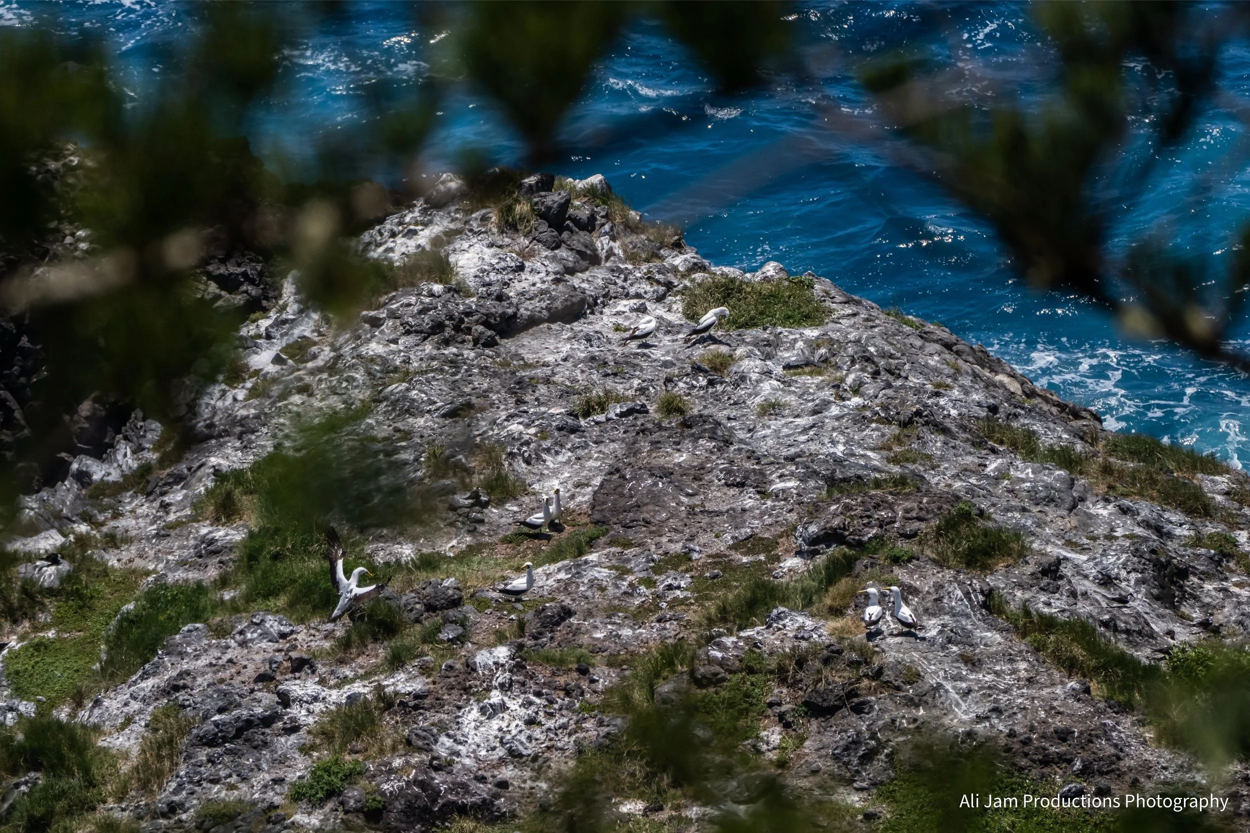Masked boobies nesting.jpg