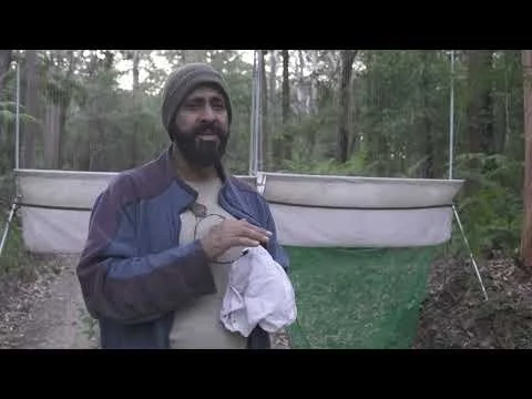 Microbats of the Mid North Coast with George Madani