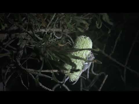 Feather Tail Glider