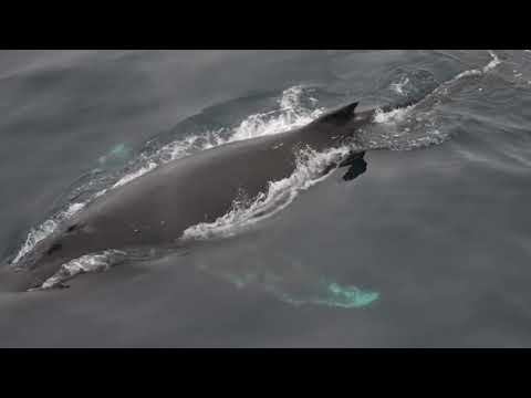 DIVE INTO BLUE Music Video - Antarctic Edition