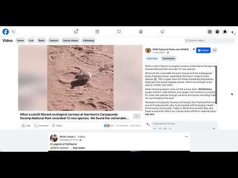 NSW NP post on Dusky Hopping Mouse video from Alicia Watt