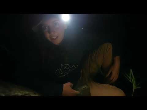 Microbats of Smiths Lake
