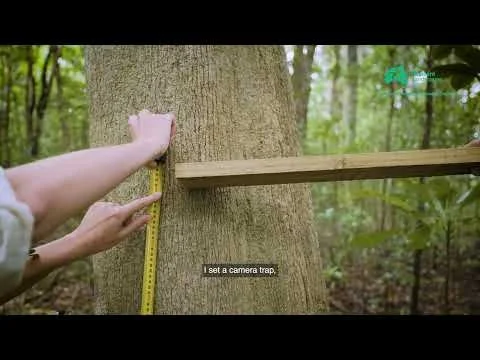 The Effect of Bait Station Set Up on use by Rodents on Norfolk Island