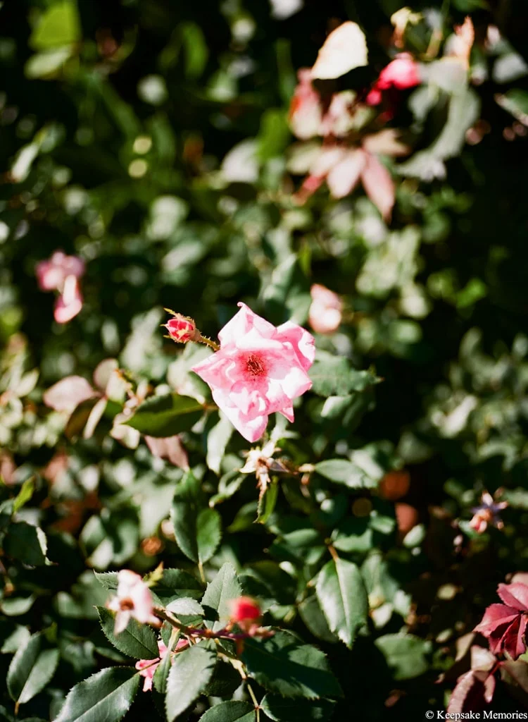 watson-house-emerald-isle-nc-photography-7-min.jpg
