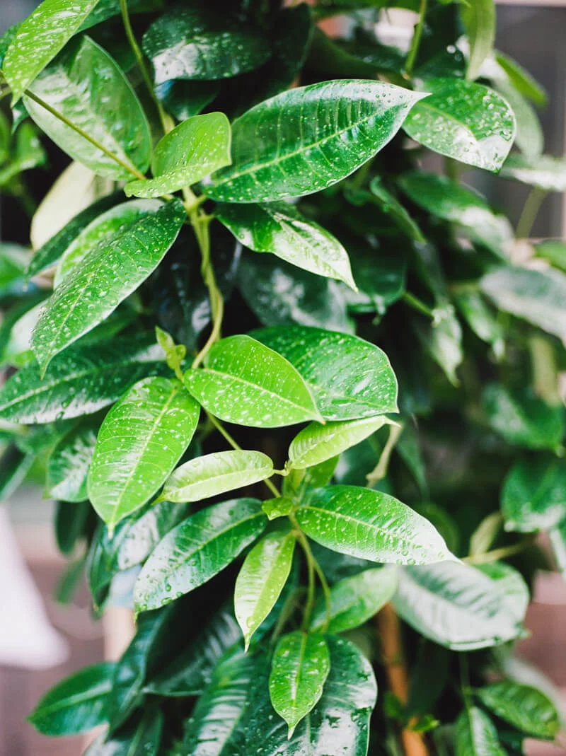 Mooresville NC Wedding Photography Charlotte North Carolina