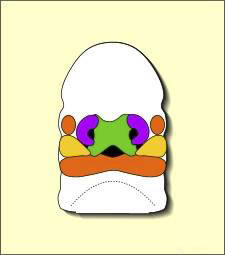 Embryo at 7 weeks