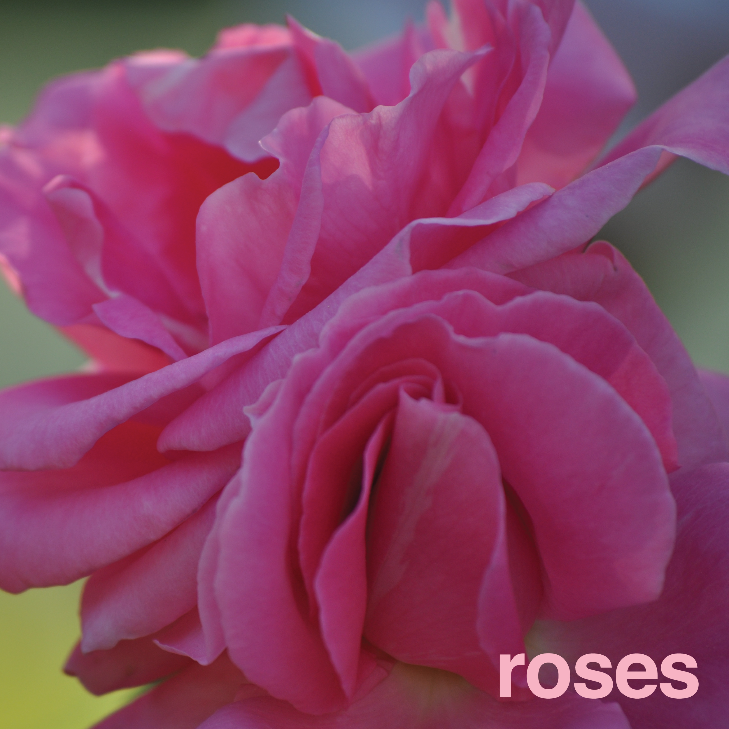 'Roses'