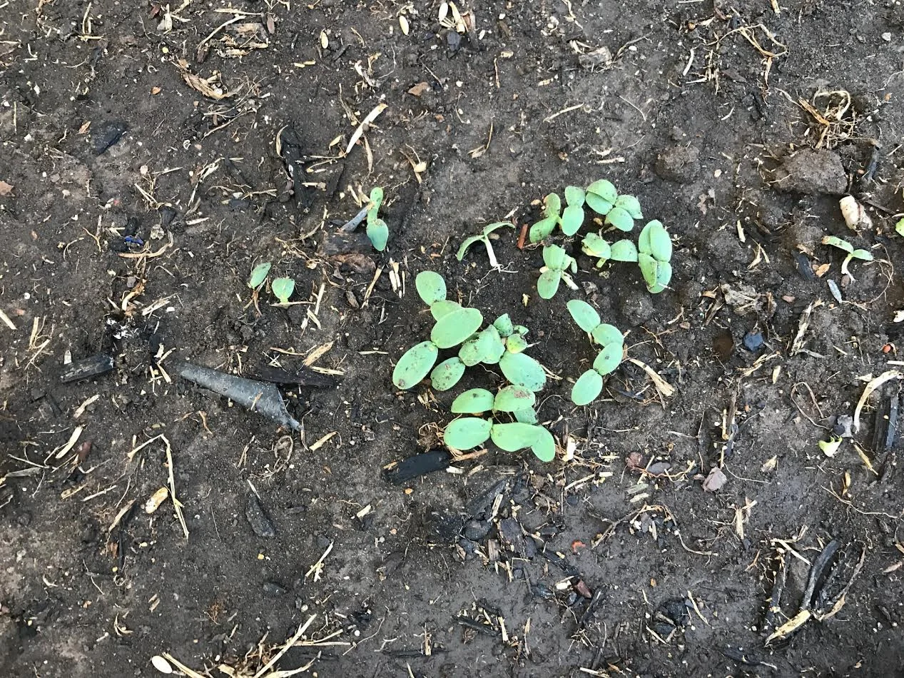 Tiny sunflower babies