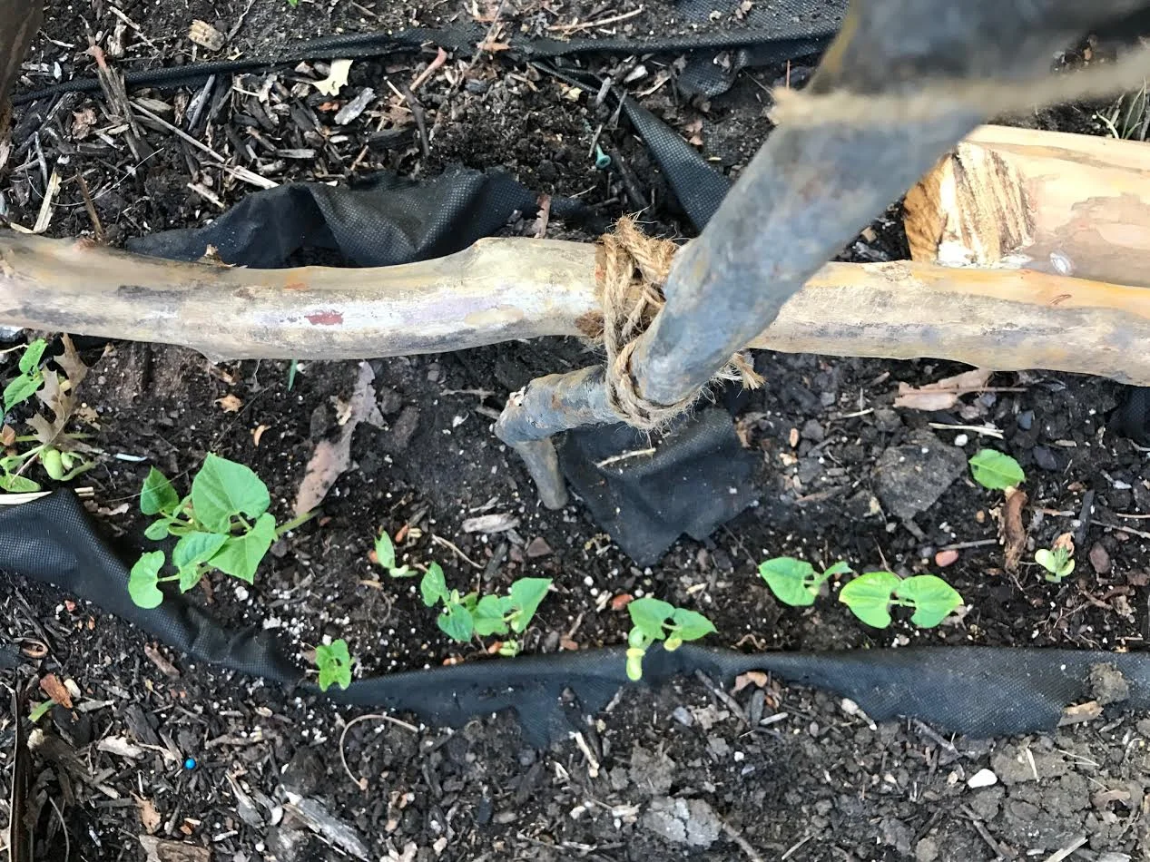 Baby bean vines
