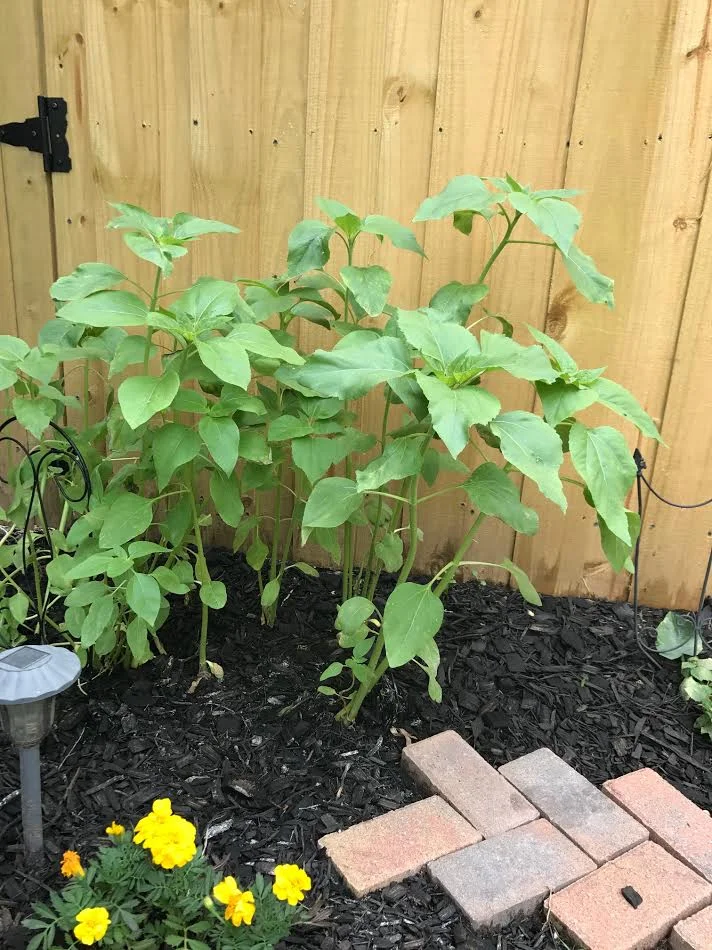 Same sunflowers two weeks later!