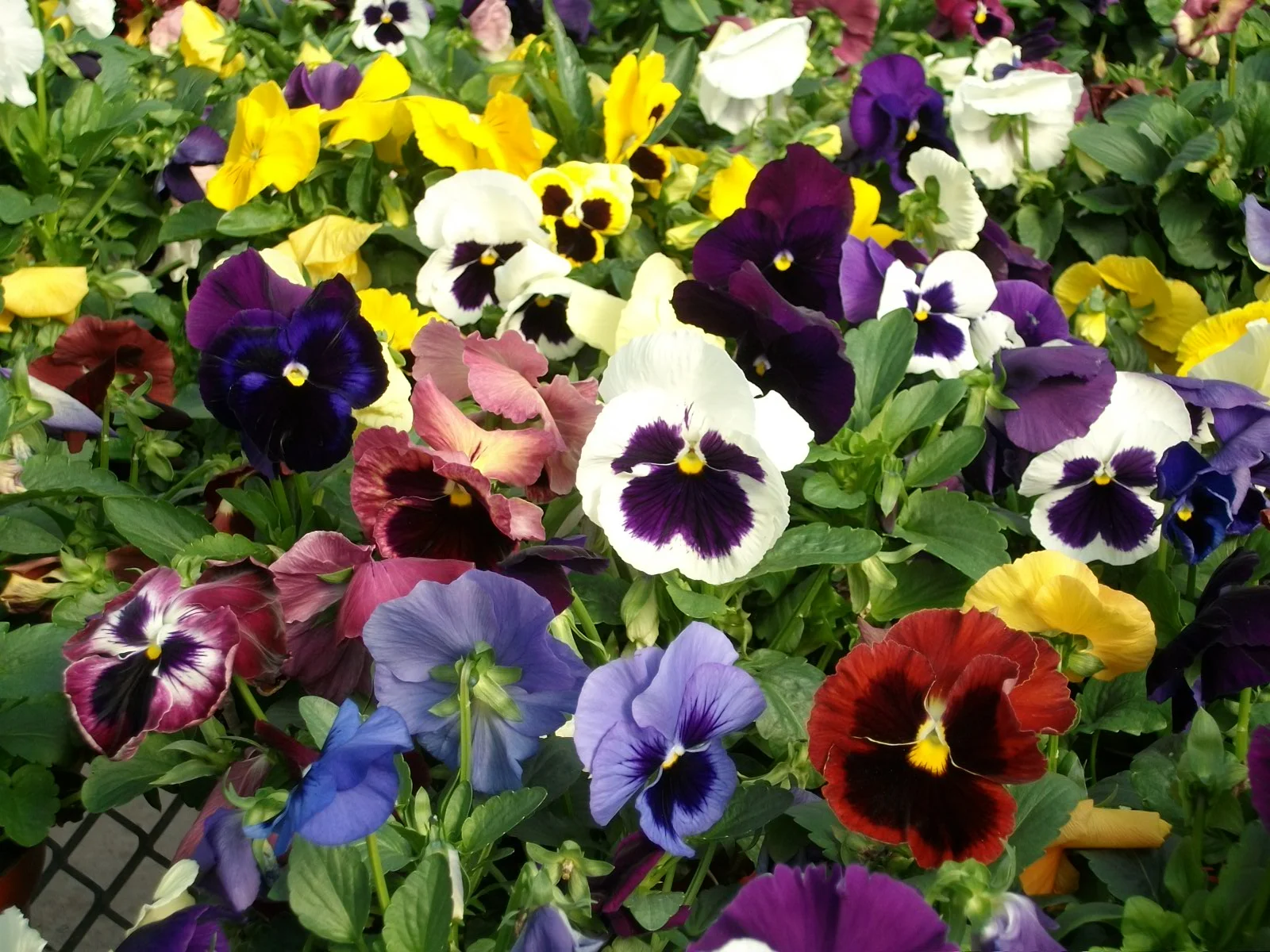 PANSIES Photo: Calloway's Nursery