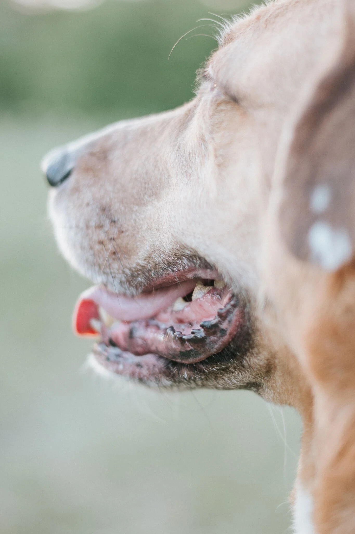beau (79 of 86)_preview.jpeg