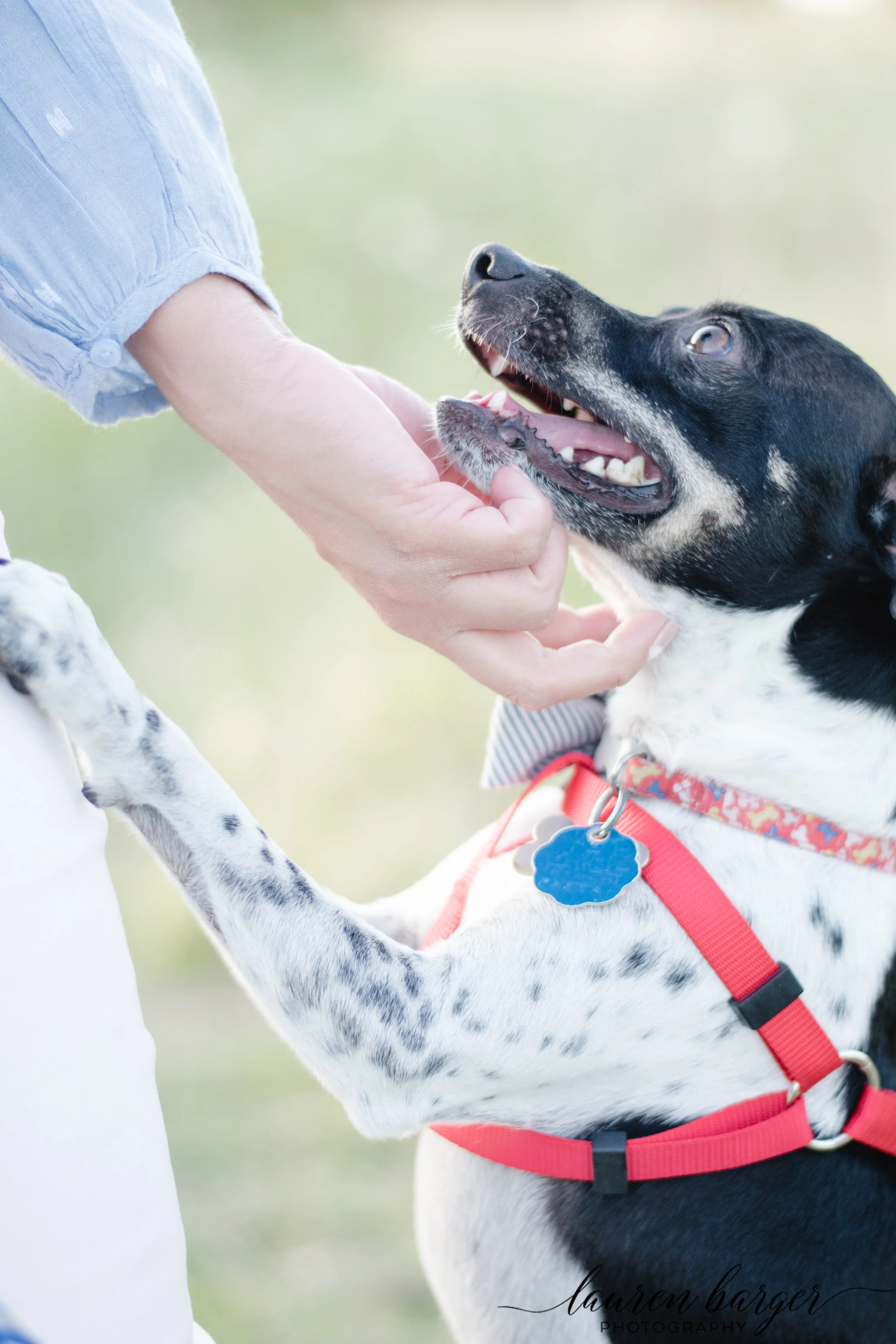 dogdays (22 of 33).jpg
