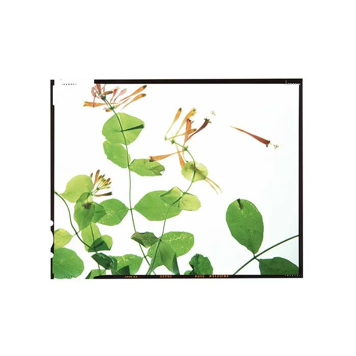 Lonicera sempervirens