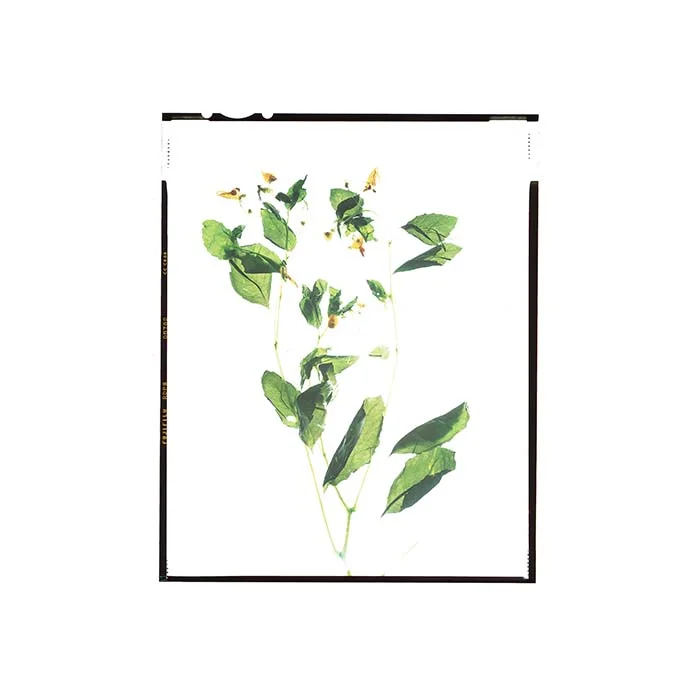 Impatiens capensis