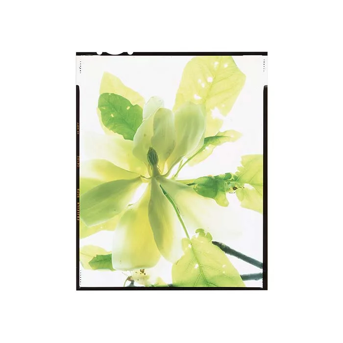 Magnolia fraseri