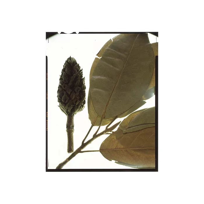 Magnolia grandiflora