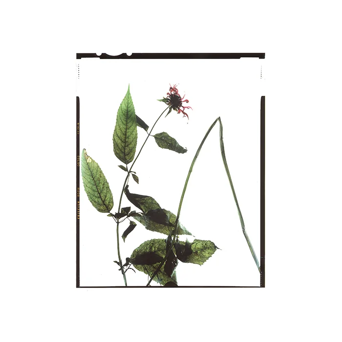 Monarda didyma